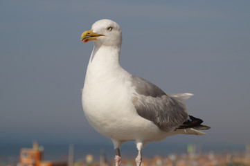 Fototapeta na wymiar seagull on a post