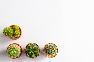 set of various cactus plants in pots. Cactus plant in different pot and view on table front of white wall