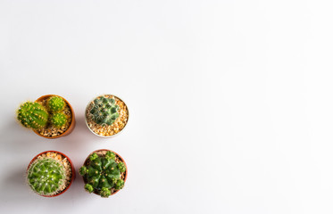 set of various cactus plants in pots. Cactus plant in different pot and view on table front of white wall