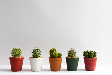 set of various cactus plants in pots. Cactus plant in different pot and view on table front of white wall