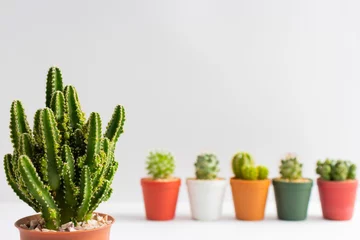 Foto op Plexiglas Cactus in pot set van verschillende cactusplanten in potten. Cactusplant in verschillende pot en zicht op tafelfront van witte muur