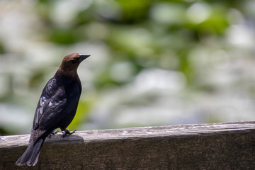 A european starling sitting on a wooden railing