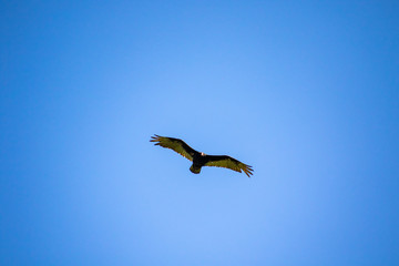 A turkey vulture flying