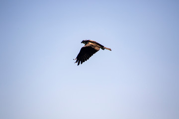An osprey flying away