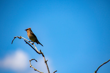 A cedar waxwing sitting on a branch