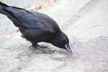 A crow pecking at a wet spot