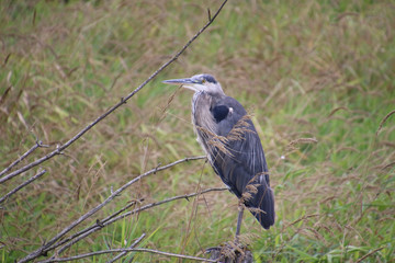 A great blue heron perched on a log