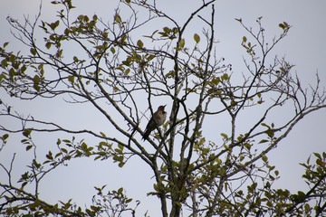 A northern flicker perched in a tree