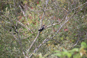 A downy woodpecker perched on a branch