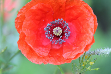 A closeup of a poppy bloom