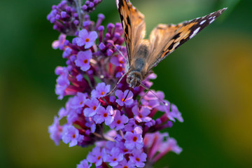 Schmetterling Kleiner Fuchs im Flieder auf Nektarsuche und Bestäubung Fliederbusch Makro mit...