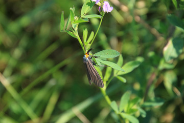A brown moth with an orange head