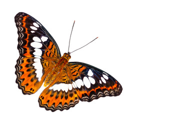 Fototapeta na wymiar Isolated dorsal view of Commander butterfly ( Moduza procris ) on white