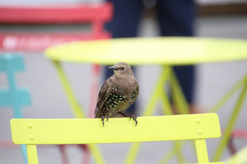 A small brown bird with white spots