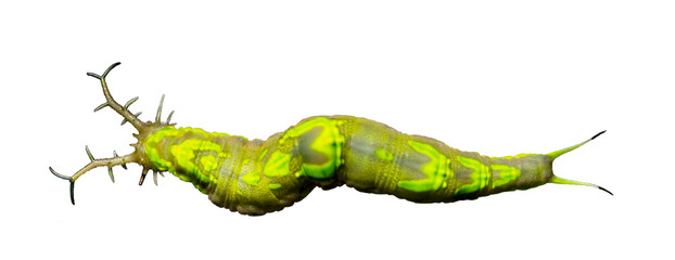 Isolated caterpillar of common pasha butterly ( Herona marathus ) on white