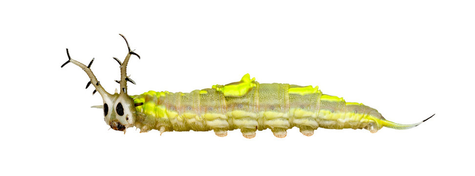 Isolated caterpillar of common pasha butterly  ( Herona marathus ) on white background
