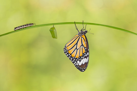 Transformation of common tiger butterfly ( Danaus genutia ) from caterpillar and pupa