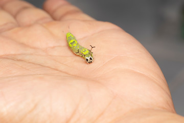 Caterpillar of common pasha butterly ( Herona marathus ) resting on hand