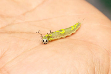 Caterpillar of common pasha butterly ( Herona marathus ) resting on hand