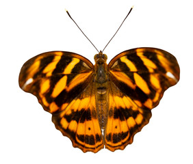 Fototapeta premium Isolated common pasha butterly ( Herona marathus ) in dorsal view on white