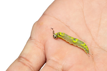 Caterpillar of common pasha butterly ( Herona marathus ) resting on hand