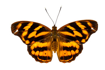 Isolated common pasha butterly ( Herona marathus ) in dorsal view on white