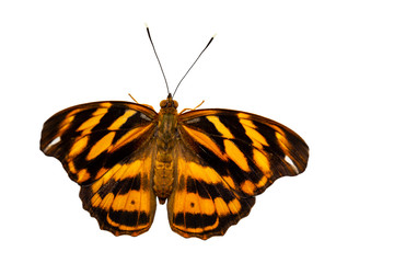 Isolated common pasha butterly ( Herona marathus ) in dorsal view on white