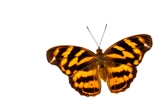 Isolated common pasha butterly ( Herona marathus ) in dorsal view on white