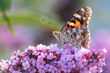 Schmetterling Kleiner Fuchs im Flieder auf Nektarsuche und Bestäubung Fliederbusch Makro mit unscharfem Hintergrund und copy space im Gegenlicht zeigt die Schönheit der Falter