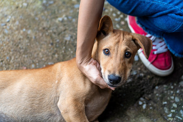 Woman hand is petting her beloved dog. Happy dog with the owner.  Conceptual image of friendship between the person and a dog