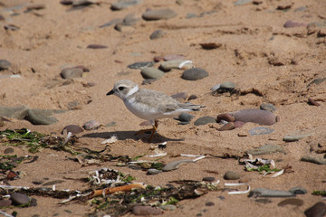 A piping plover standing on a sandy beach