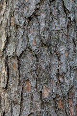 Detailed braun bark of pine tree for background and texture.