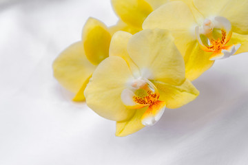 Fototapeta na wymiar The branch of yellow orchids on white fabric background 