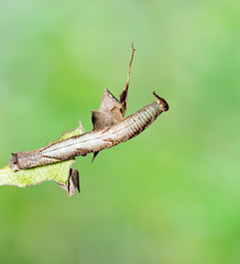 Caterpillar of popinjay butterflyresting on theirs host plant leaf