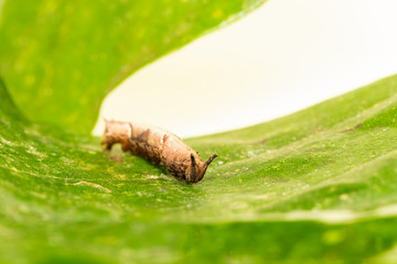 Caterpillar of popinjay butterflyresting on theirs host plant leaf