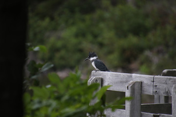 A kingfisher perched on a wooden railing