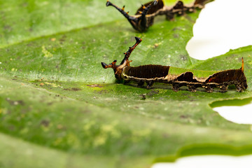Caterpillar of popinjay butterflyresting on theirs host plant leaf
