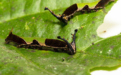 Caterpillar of popinjay butterflyresting on theirs host plant leaf