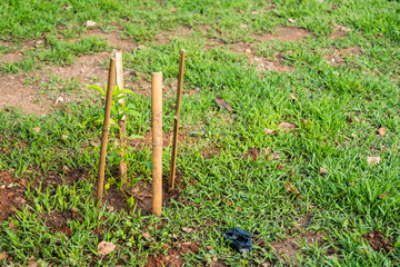 Small organic vegetable garden in urban area.