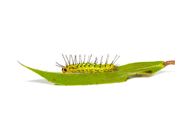 Mature caterpillar of Rustic butterfly (cupha erymanthis) on leaf and white background