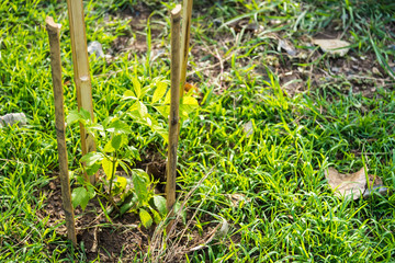 Small organic vegetable garden in urban area.