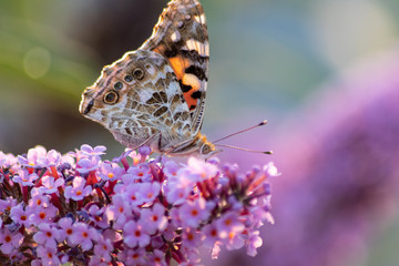 Schmetterling Kleiner Fuchs im Flieder auf Nektarsuche und Bestäubung Fliederbusch Makro mit unscharfem Hintergrund und copy space im Gegenlicht zeigt die Schönheit der Falter