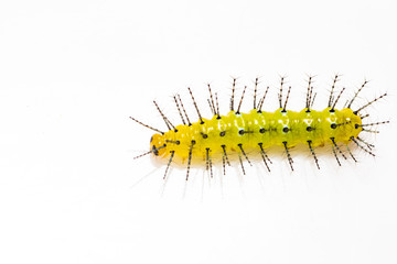 Mature caterpillar of Rustic butterfly (cupha erymanthis) on white background
