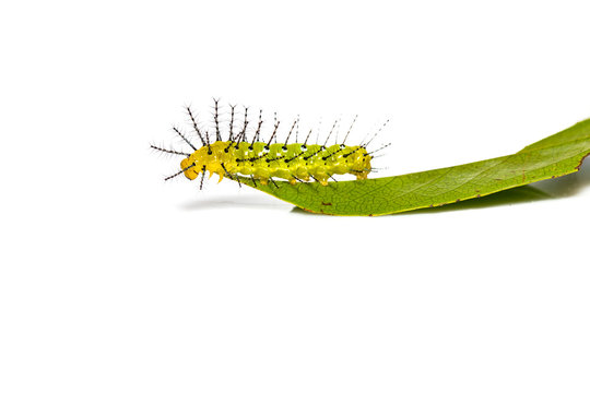 Mature caterpillar of Rustic butterfly (cupha erymanthis) on leaf and white background