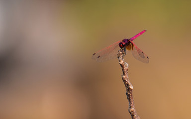 dragonfly resting