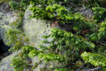 Fototapeta premium conifer, spruce