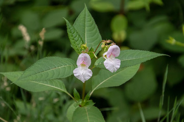 Two light pink almost white blossoms