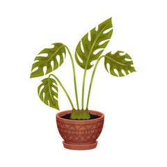 Houseplant in a pot. Vector illustration on a white background.