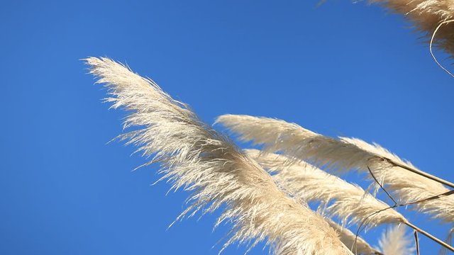 ToiToi floating in the wind. Pan downwards towards a ToiToi. Toi Toi New Zealand. Sunny day. Blue sky. Slow. Wind. Tilting