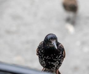 A closeup of a bird with white heart shaped markings
